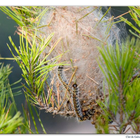 Pine Processionary: Animal in habitat Rock areas in the NatureSpots App