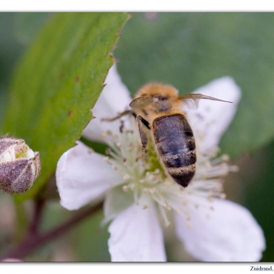 Apis mellifera: Animal in habitat Semi-natural grassland in the NatureSpots App