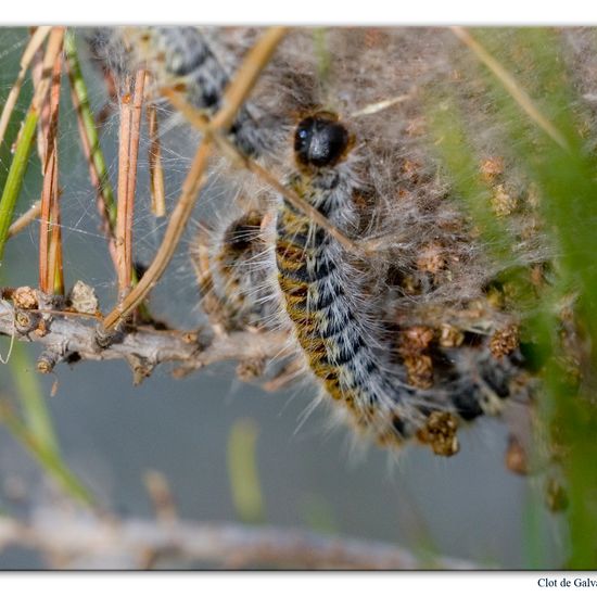 Pine Processionary: Animal in habitat Rock areas in the NatureSpots App