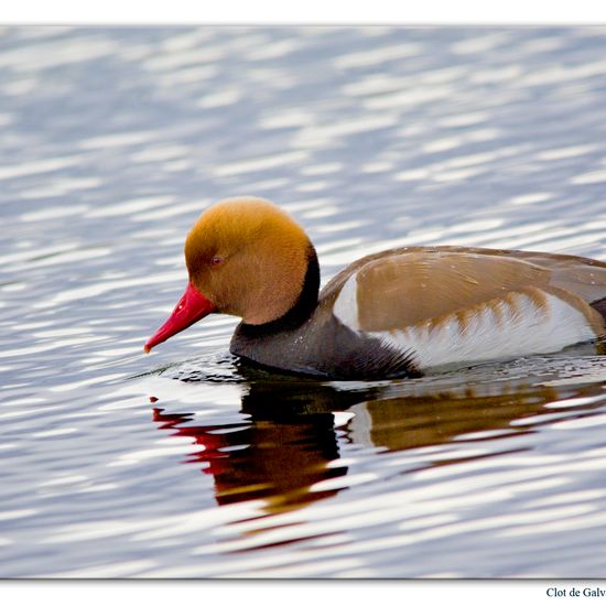 Red-crested Pochard: Animal in habitat Pond in the NatureSpots App