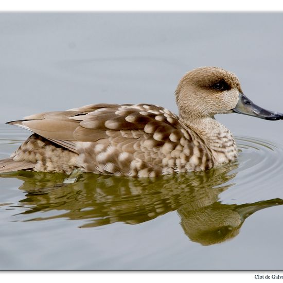 Marbled Duck: Animal in habitat Pond in the NatureSpots App