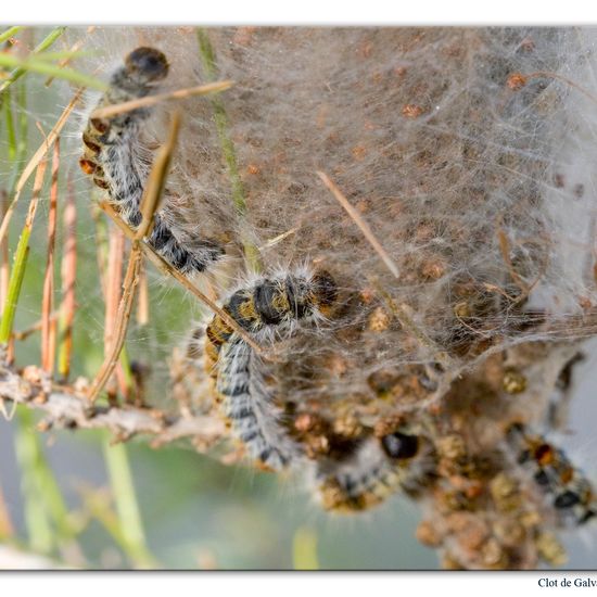 Pine Processionary: Animal in habitat Rock areas in the NatureSpots App