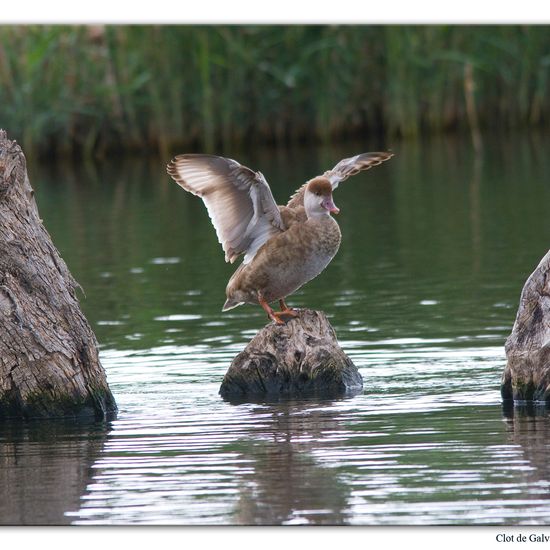 Red-crested Pochard: Animal in habitat Pond in the NatureSpots App