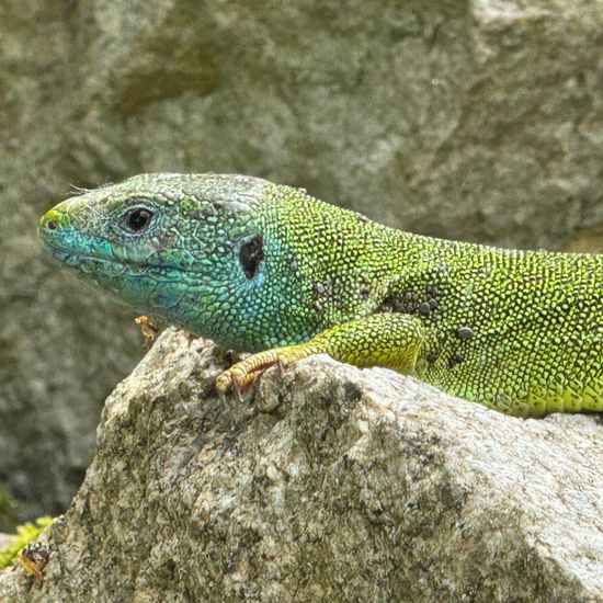 European green lizard: Animal in nature in the NatureSpots App