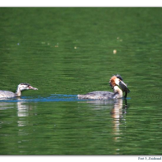 Great crested grebe: Animal in habitat Freshwater habitat in the NatureSpots App