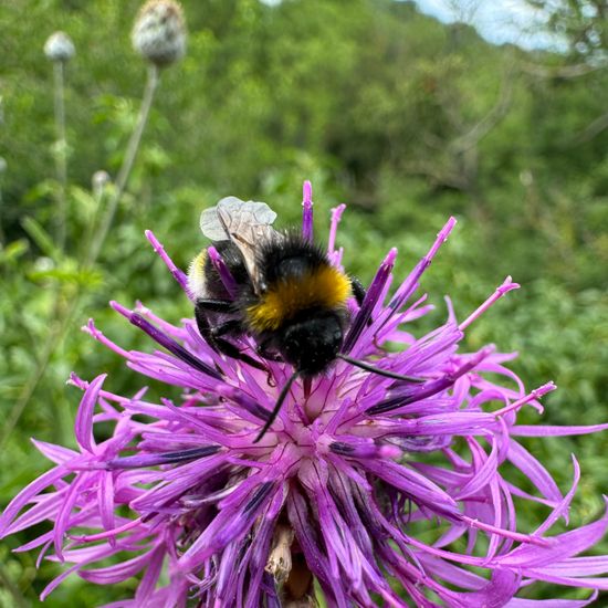 Bombus vestalis: Animal in habitat Riparian forest in the NatureSpots App