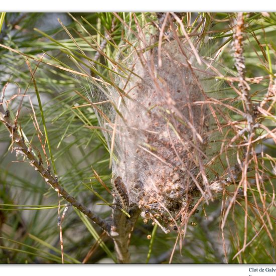 Pine Processionary: Animal in habitat Rock areas in the NatureSpots App