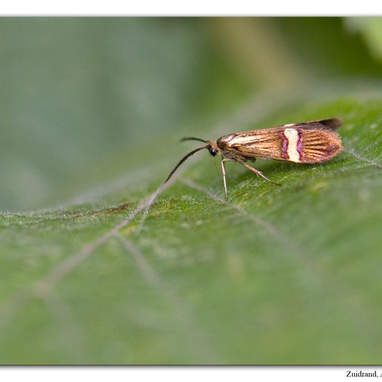 Longhorn Moth: Animal in habitat Road or Transportation in the NatureSpots App