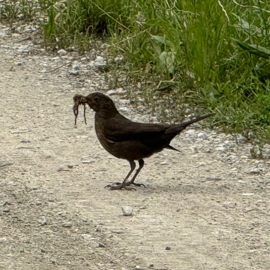 Common blackbird: Animal in habitat Buffer strip in the NatureSpots App