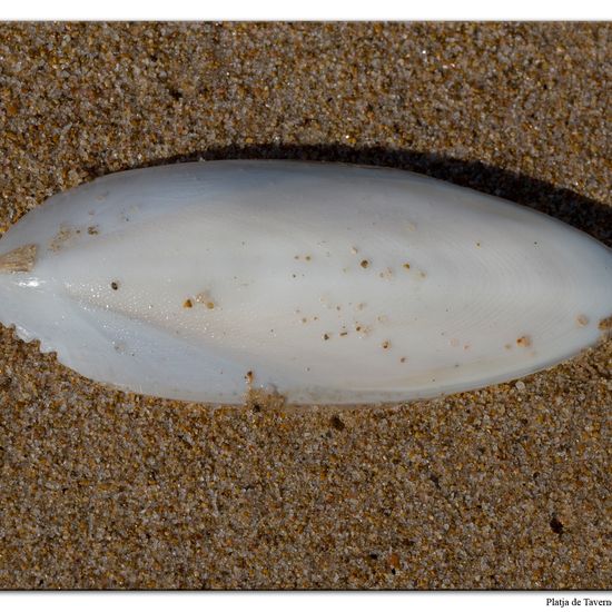 Common cuttlefish: Animal in habitat Sandy coast in the NatureSpots App