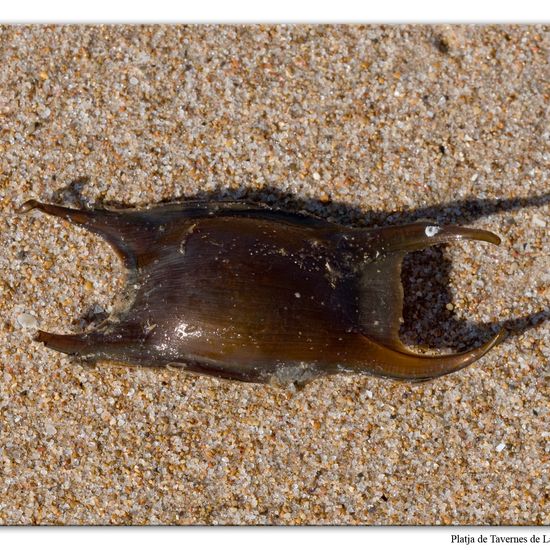 Thornback ray: Animal in habitat Sandy coast in the NatureSpots App