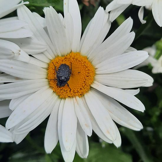 Oxythyrea funesta: Animal in habitat Flowerbed in the NatureSpots App