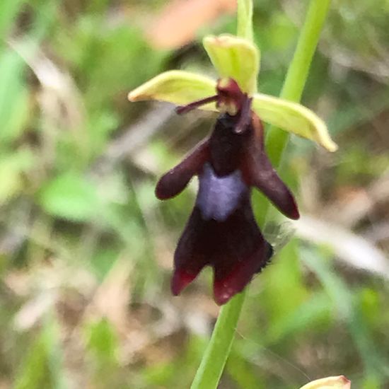 Ophrys insectifera: Plant in habitat Riparian forest in the NatureSpots App
