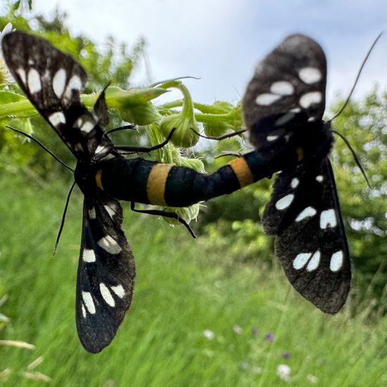 Nine-spotted moth: Animal in habitat Buffer strip in the NatureSpots App