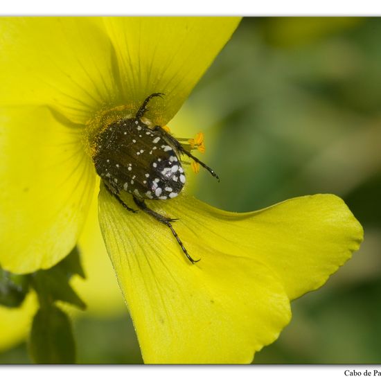 Oxythyrea funesta: Animal in habitat Rock areas in the NatureSpots App