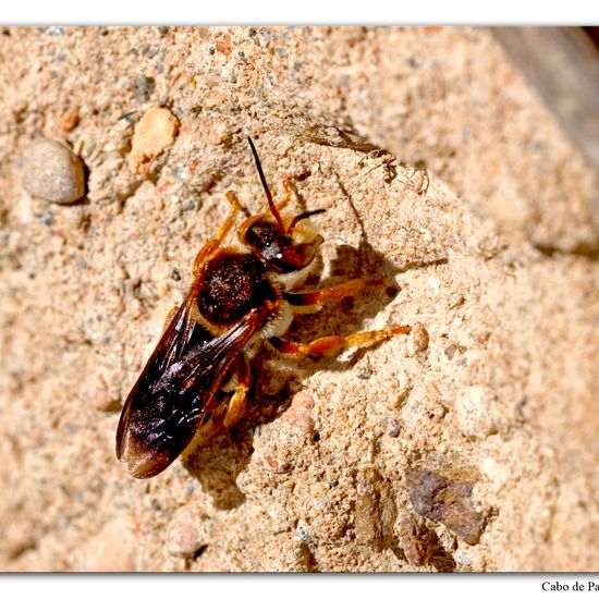 Rhodanthidium sticticum: Animal in habitat Rock areas in the NatureSpots App