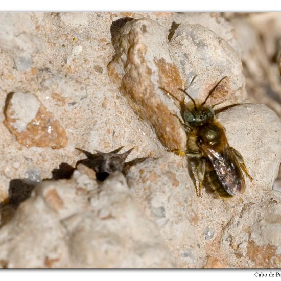 Osmia caerulescens: Animal in habitat Rock areas in the NatureSpots App