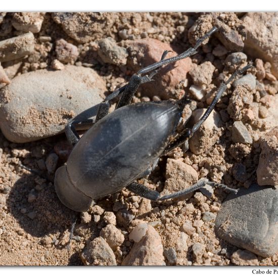 Blaps bifurcata bifurcata: Animal in habitat Rock areas in the NatureSpots App