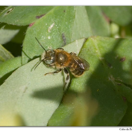 Osmia caerulescens: Animal in habitat Rock areas in the NatureSpots App