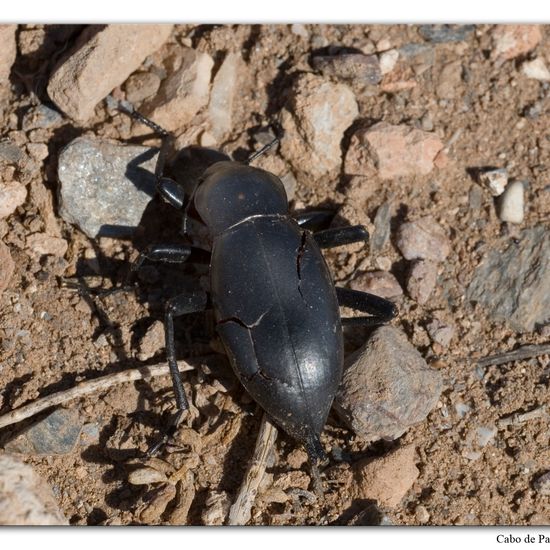 Blaps bifurcata bifurcata: Animal in habitat Rock areas in the NatureSpots App