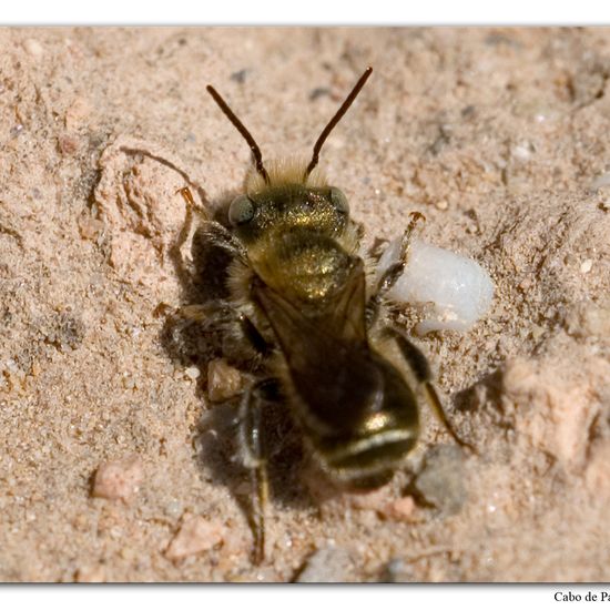 Osmia caerulescens: Animal in habitat Rock areas in the NatureSpots App