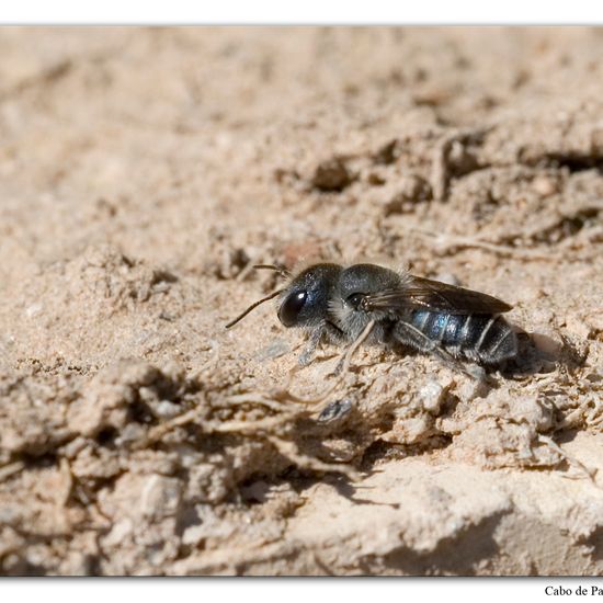 Osmia caerulescens: Animal in habitat Rock areas in the NatureSpots App