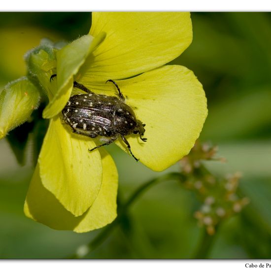 Oxythyrea funesta: Animal in habitat Rock areas in the NatureSpots App