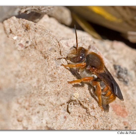 Rhodanthidium sticticum: Animal in habitat Rock areas in the NatureSpots App