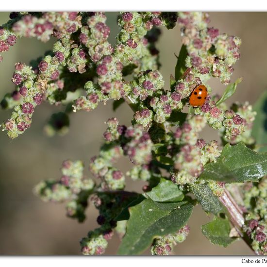 Hippodamia variegata: Animal in habitat Rock areas in the NatureSpots App
