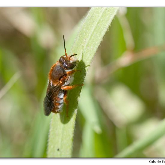 Rhodanthidium sticticum: Animal in habitat Rock areas in the NatureSpots App