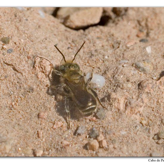 Osmia caerulescens: Animal in habitat Rock areas in the NatureSpots App