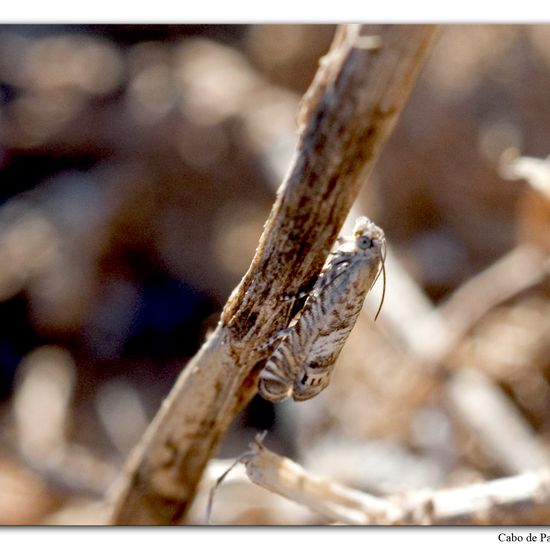 Microlepidoptera: Animal in habitat Rock areas in the NatureSpots App