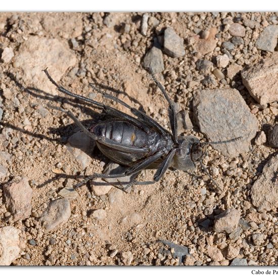 Blaps bifurcata bifurcata: Animal in habitat Rock areas in the NatureSpots App