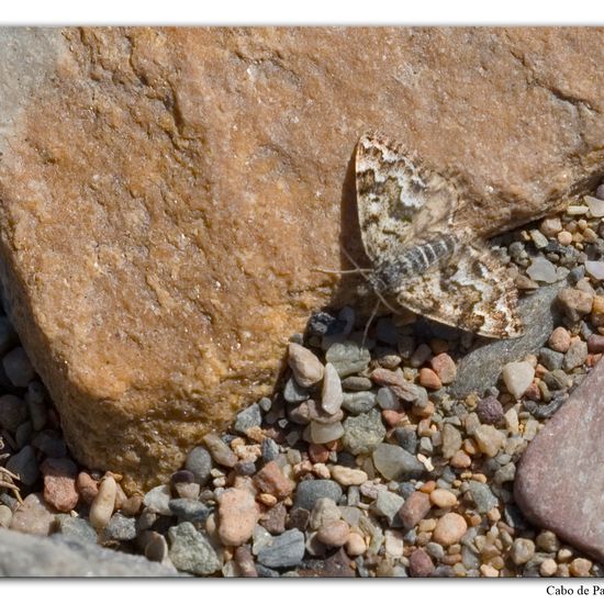 Unknown species: Animal in habitat Rock areas in the NatureSpots App