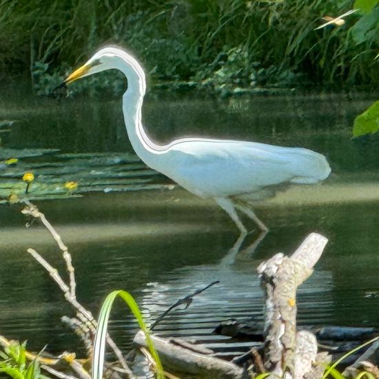 Great Egret: Animal in habitat Park in the NatureSpots App