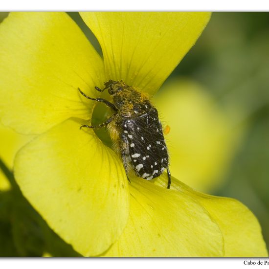 Oxythyrea funesta: Animal in habitat Rock areas in the NatureSpots App