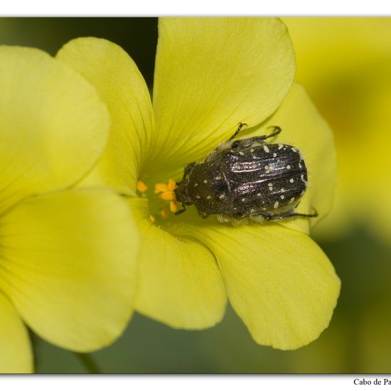 Oxythyrea funesta: Animal in habitat Rock areas in the NatureSpots App