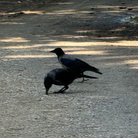 Hooded Crow: Animal in habitat Park in the NatureSpots App