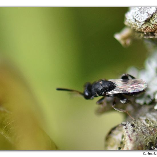 Haltichella rufipes: Animal in habitat Garden in the NatureSpots App