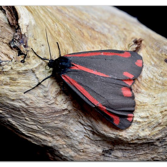 Cinnabar moth: Animal in habitat Garden in the NatureSpots App