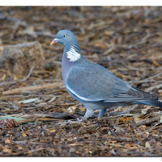 Common Wood Pigeon: Animal in habitat Vineyard in the NatureSpots App