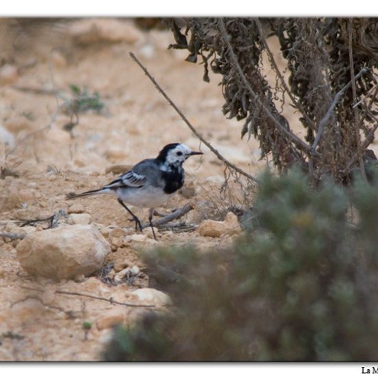 White Wagtail: Animal in habitat Vineyard in the NatureSpots App