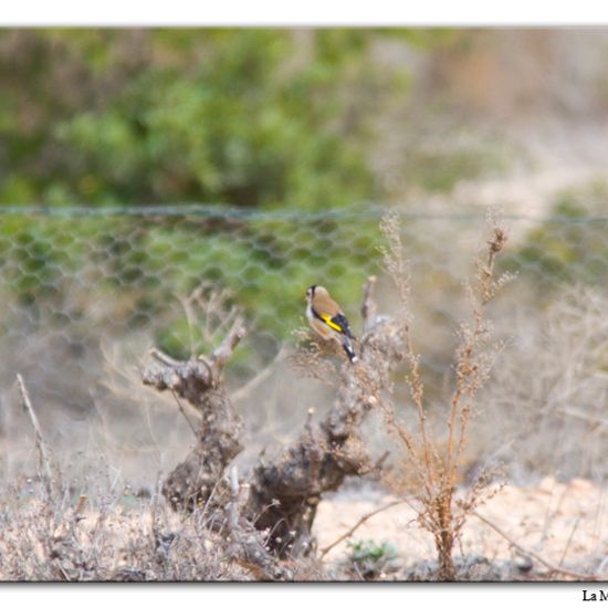 European Goldfinch: Animal in habitat Vineyard in the NatureSpots App