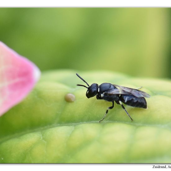 Hylaeus pictipes: Animal in habitat Garden in the NatureSpots App