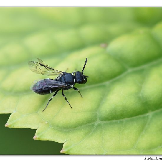 Hylaeus pictipes: Animal in habitat Garden in the NatureSpots App