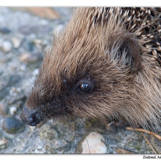 European hedgehog: Animal in habitat Garden in the NatureSpots App