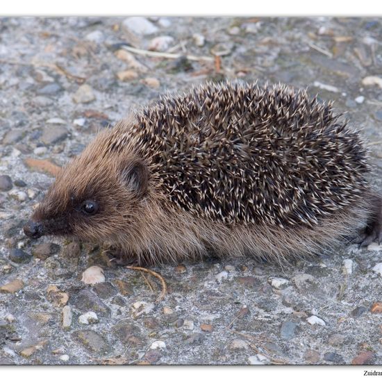 European hedgehog: Animal in habitat Garden in the NatureSpots App