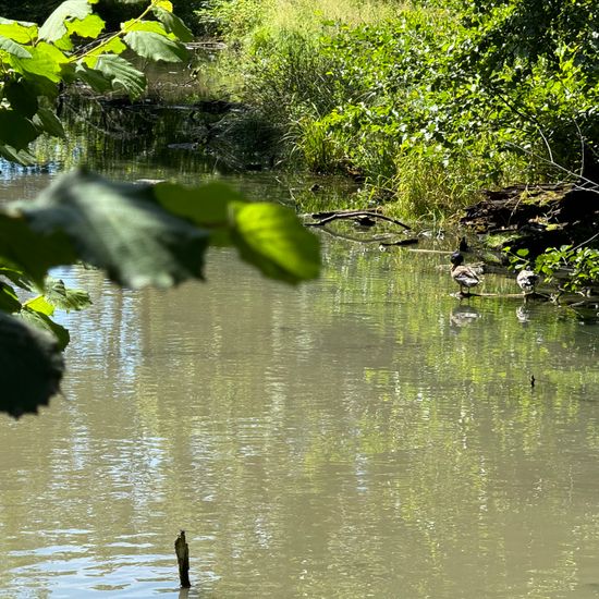 Landscape: Freshwater in habitat Artificial freshwater in the NatureSpots App