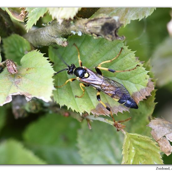 Ichneumon xanthorius: Animal in habitat Garden in the NatureSpots App