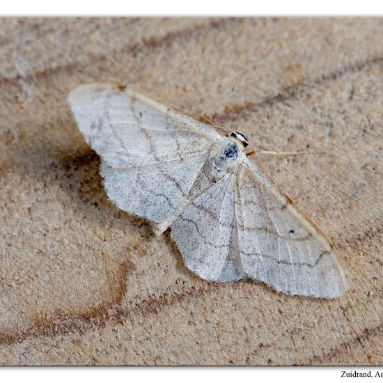 Riband Wave: Animal in habitat Garden in the NatureSpots App